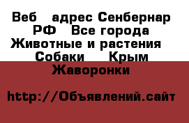 Веб – адрес Сенбернар.РФ - Все города Животные и растения » Собаки   . Крым,Жаворонки